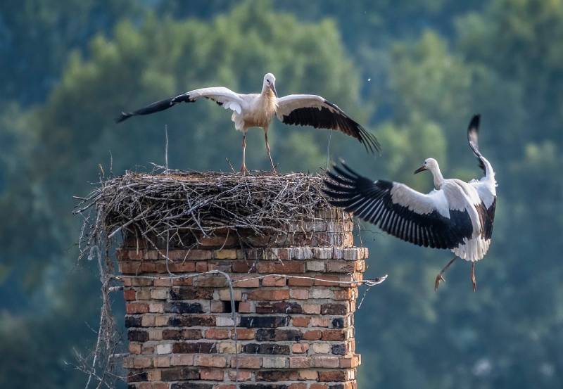 Expert Chimney Animal Removal in Foothill Ranch, CA Professional Chimney Animal Removal Services in Foothill Ranch, California